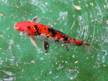Decorative koi carp fish №45053