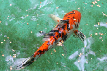 Dekorative Koi-Karpfen Fisch №45812