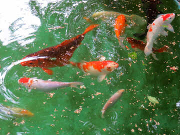 Червоні риби в ставку №45051