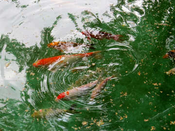 池の赤い魚 №45052