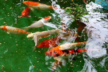 Rote Fische im Teich №45799