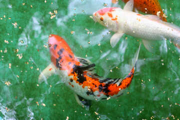 Rote Fische im Teich №45813