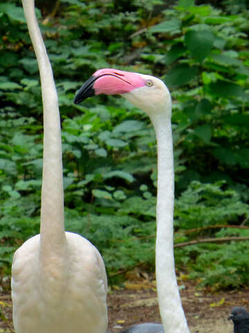 Flamingo №45319