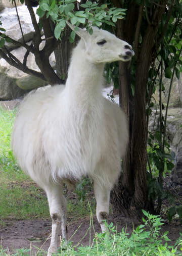 branco Lama №45267
