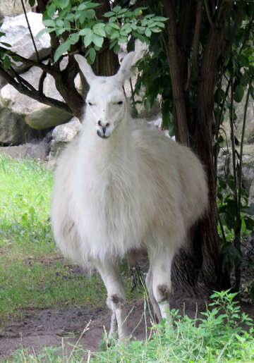 branco Lama №45269