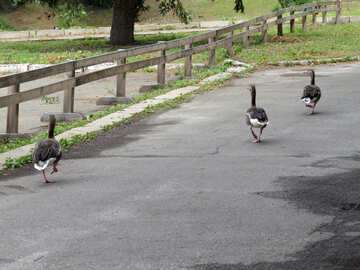 Geese are on the road №45255