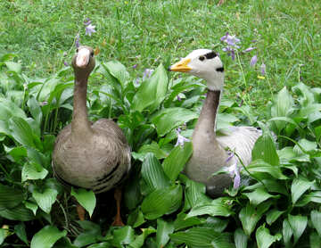Wild geese in the bushes №45321