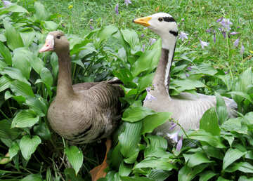 Wild geese in the bushes №45323