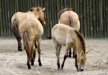 Przewalski wild horses №45281