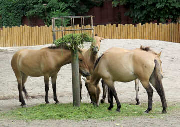 Przewalski wild horses №45291