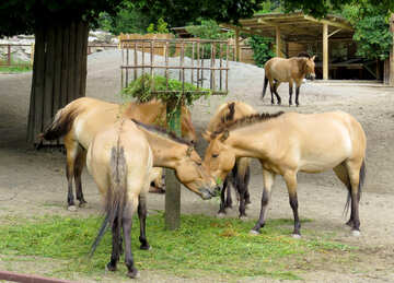 Wild horses in the zoo №45304