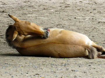 砂の中に横たわっている野生の馬 №45310