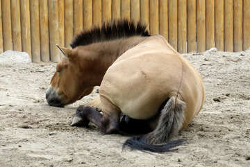 砂の中に横たわっている野生の馬 №45277