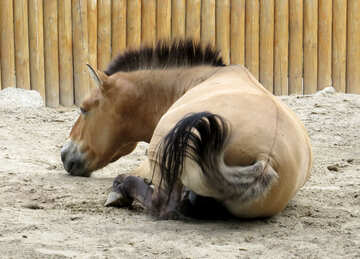 砂の中に横たわっている野生の馬 №45278