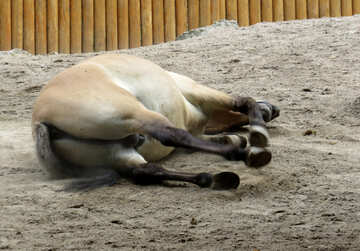 Wild horse lying in the sand №45282