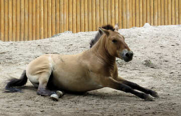 砂の中に横たわっている野生の馬 №45288