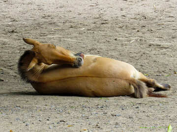 砂の中に横たわっている野生の馬 №45312