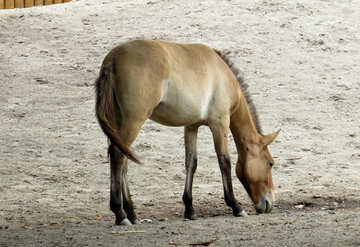 El caballo de Przewalski №45276