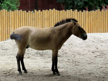 Le cheval de Przewalski №45289