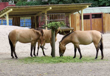 Дикі коні в зоопарку №45299