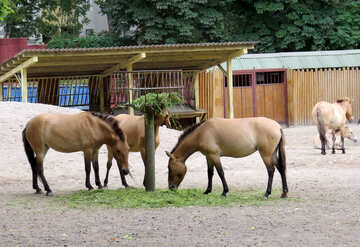 Wild horses in the zoo №45300