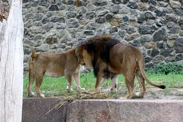 Lions №45486