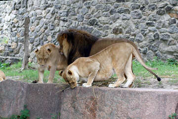 Familia leones №45481