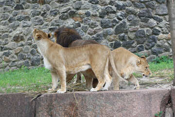 Familia leones №45484
