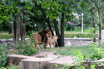 Leones en el zoológico №45501