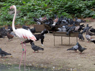 Flamingos at the zoo №45313