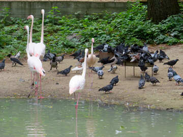 Flamingos im Zoo №45330