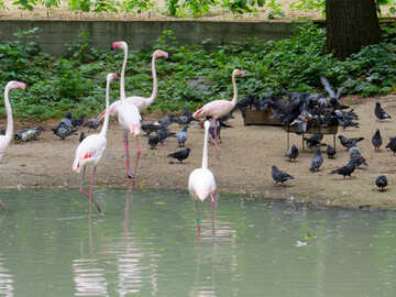 Flamingos at the zoo №45331