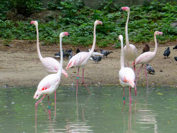 Pink flamingos №45328