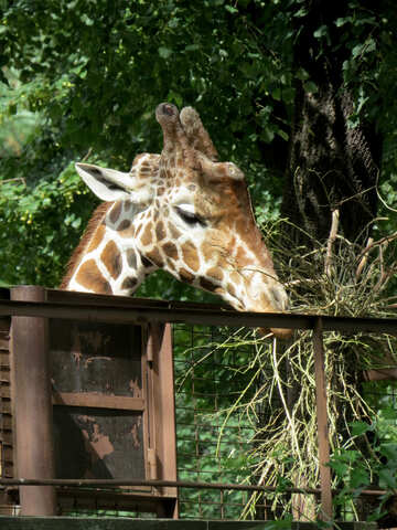 Muzzle einer Giraffe №45043