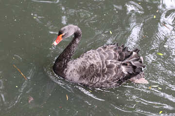 Cisne negro en el agua №45975