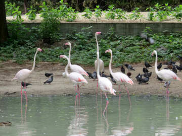 Flamingos at the zoo №45317