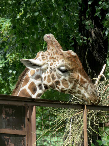 Muzzle of a giraffe №45048
