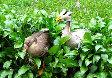 Wild geese in the bushes №45322