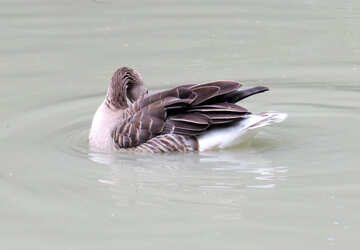 Bird on l`acqua №45332