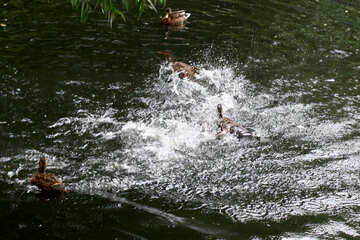 Birds fighting water №45942