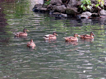 Vögel auf dem Wasser №45176