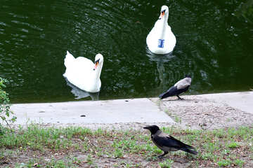 Vögel auf dem Wasser №45978
