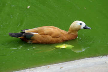 Ogar orange red duck №45246