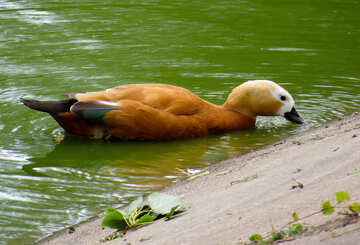 Ogar orange red duck №45260