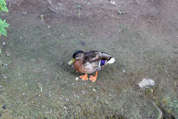 Wild duck №45954