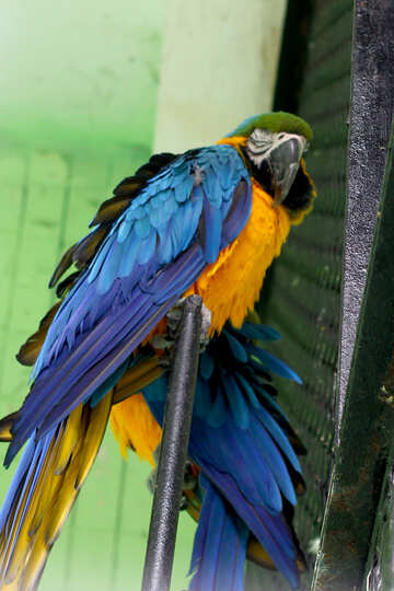 Parrots blue yellow macaw №45986