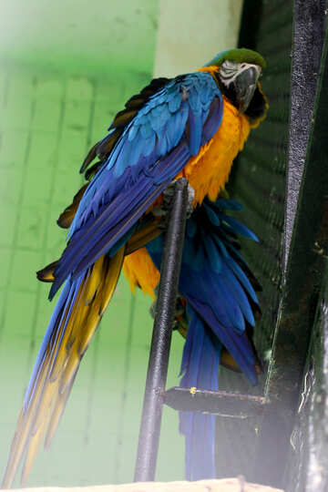 Parrots blue yellow macaw №45987