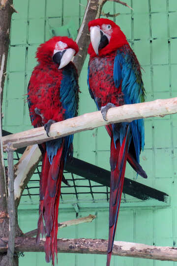 Parrots red macaw №45211