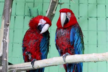 Parrots red macaw №45994
