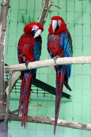 Parrots red macaw №45996